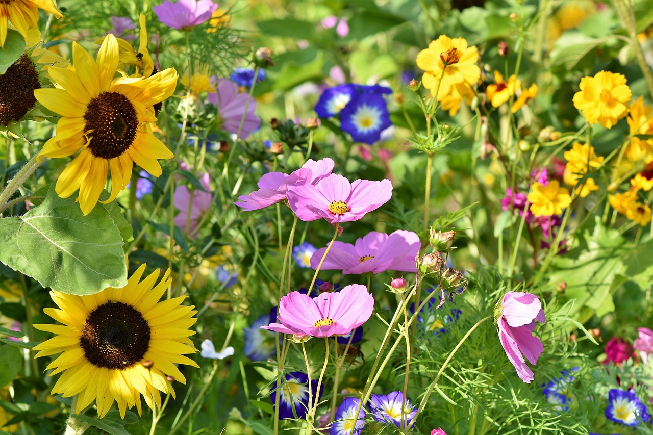 Blumenwiese