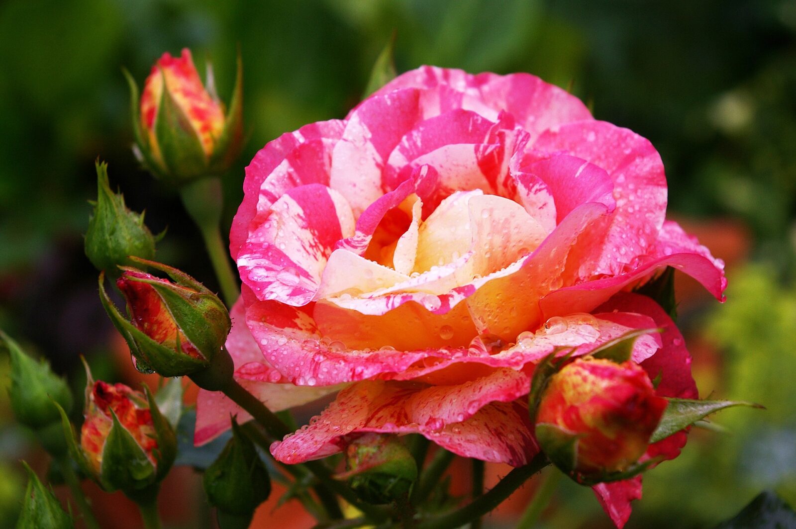 Blüte einer Malerrose im Beet