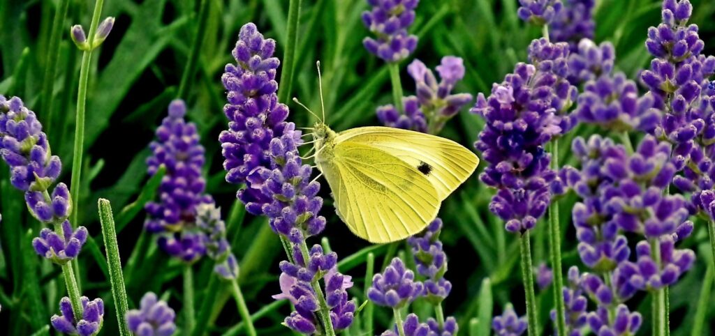 Schmetterling auf Lavendel